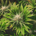 Understanding Cannabis Seeds and Drug Detox in Delray Beach