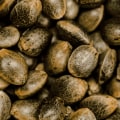 All About Cannabis Seeds and Knowing When Drug Detox in Monmouth Junction, NJ May Be Needed