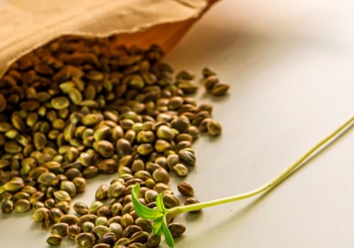 All About Cannabis Seeds: Why Buchanan Dispensary Is Your Go-To Source