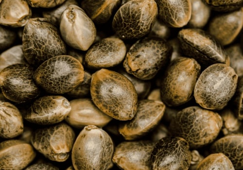 All About Cannabis Seeds and Knowing When Drug Detox in Monmouth Junction, NJ May Be Needed